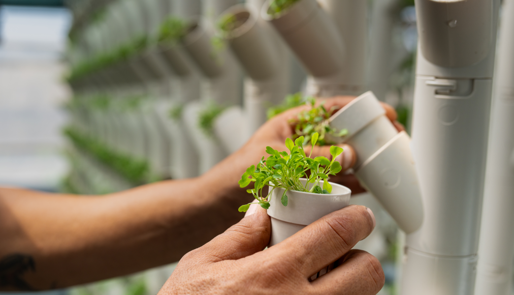 agricoltura verticale